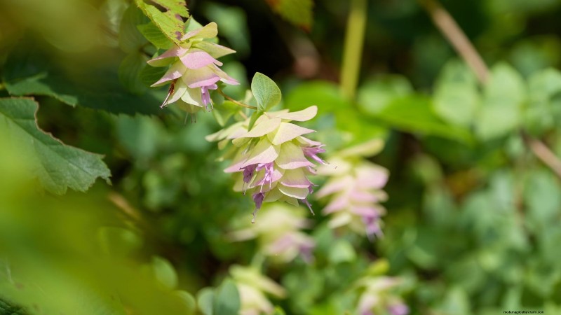 15 Ornamental Herbs to Plant in June for a Lush, Eco‑Friendly Garden