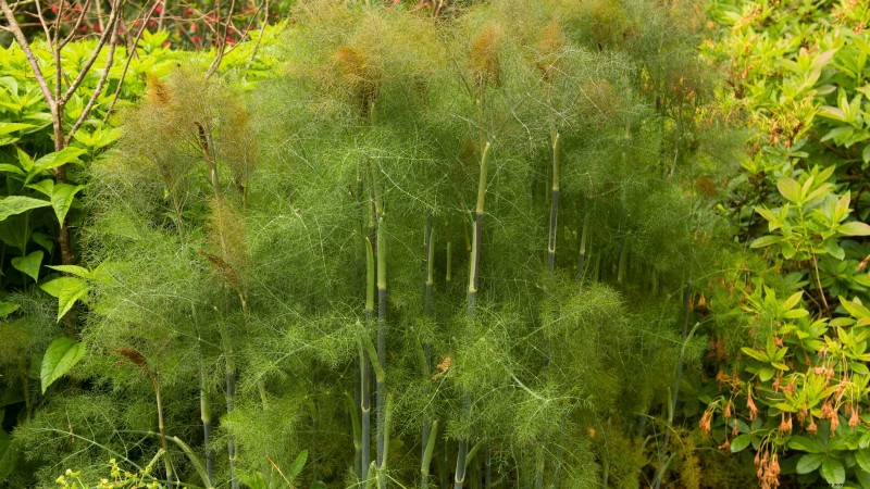 15 Ornamental Herbs to Plant in June for a Lush, Eco‑Friendly Garden