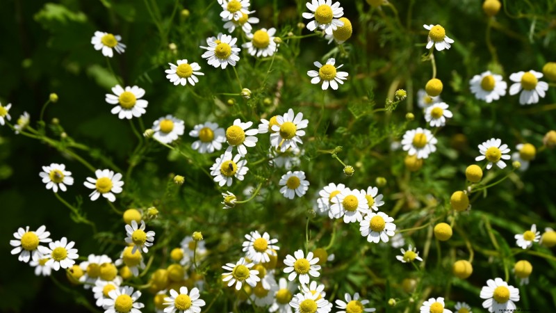 15 Ornamental Herbs to Plant in June for a Lush, Eco‑Friendly Garden