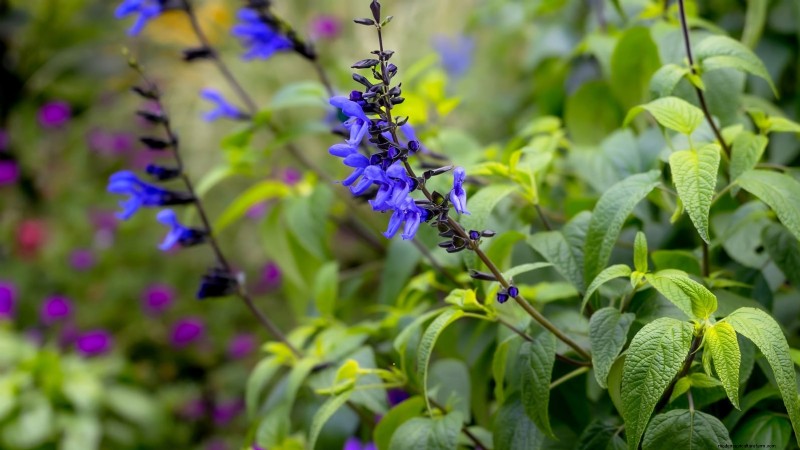 15 Ornamental Herbs to Plant in June for a Lush, Eco‑Friendly Garden