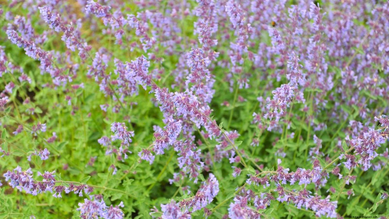 15 Ornamental Herbs to Plant in June for a Lush, Eco‑Friendly Garden