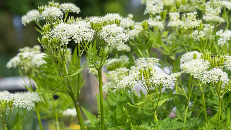 15 Ornamental Herbs to Plant in June for a Lush, Eco‑Friendly Garden