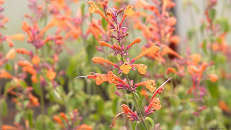 15 Ornamental Herbs to Plant in June for a Lush, Eco‑Friendly Garden