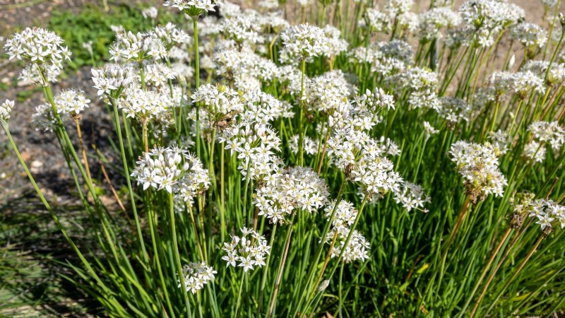 15 Ornamental Herbs to Plant in June for a Lush, Eco‑Friendly Garden