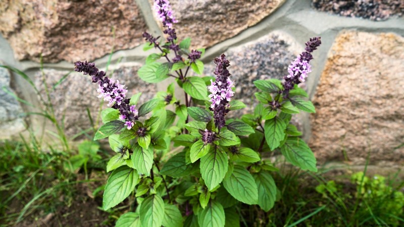 15 Ornamental Herbs to Plant in June for a Lush, Eco‑Friendly Garden