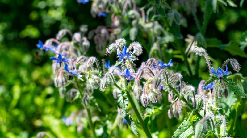 15 Ornamental Herbs to Plant in June for a Lush, Eco‑Friendly Garden