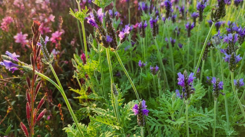 15 Ornamental Herbs to Plant in June for a Lush, Eco‑Friendly Garden
