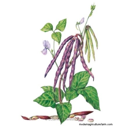 Celebrate Juneteenth by Growing 11 Traditional Crops