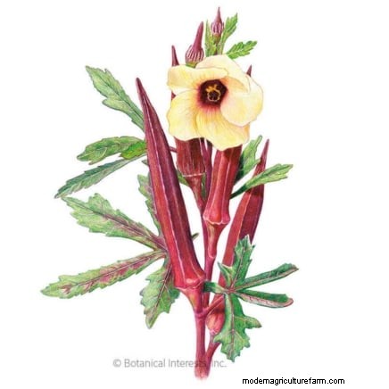 Celebrate Juneteenth by Growing 11 Traditional Crops
