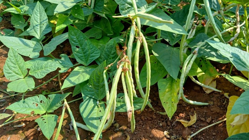 Celebrate Juneteenth by Growing 11 Traditional Crops