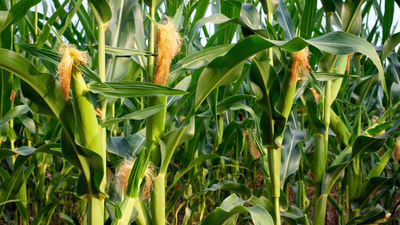 Celebrate Juneteenth by Growing 11 Traditional Crops