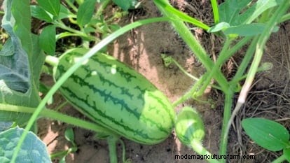 Jubilee Bush Watermelons: Expert Guide to Planting, Growing, and Care