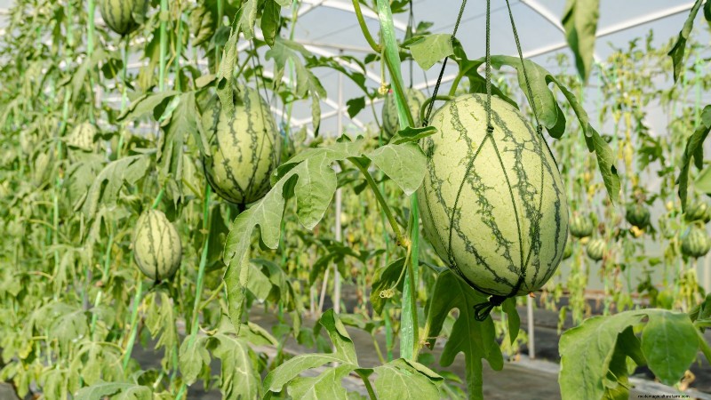Jubilee Bush Watermelons: Expert Guide to Planting, Growing, and Care