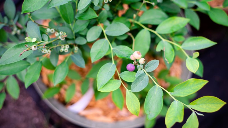 7 Best Blueberry Varieties for Container Gardening