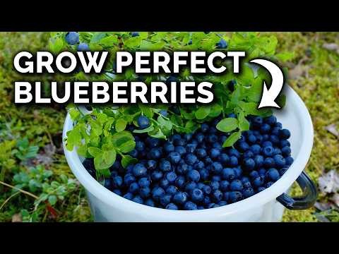 7 Best Blueberry Varieties for Container Gardening