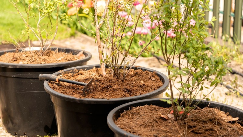 7 Best Blueberry Varieties for Container Gardening