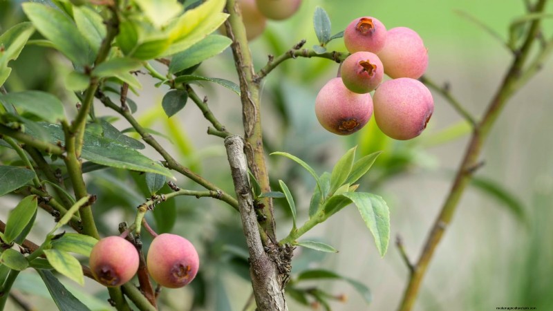 7 Best Blueberry Varieties for Container Gardening