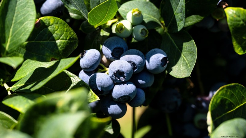 7 Best Blueberry Varieties for Container Gardening