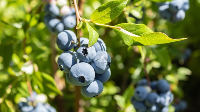 7 Best Blueberry Varieties for Container Gardening
