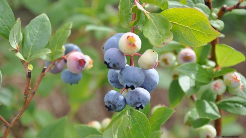 7 Best Blueberry Varieties for Container Gardening