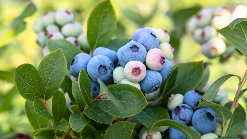 7 Best Blueberry Varieties for Container Gardening