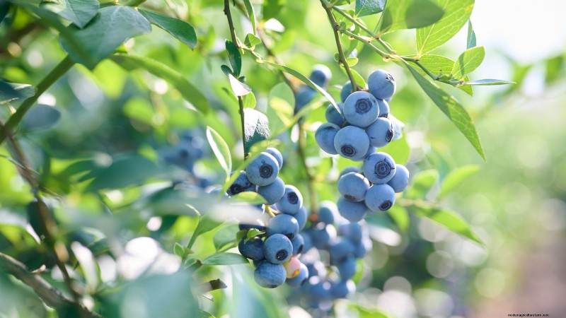 7 Best Blueberry Varieties for Container Gardening