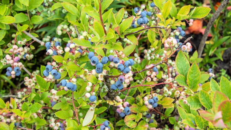 7 Best Blueberry Varieties for Container Gardening