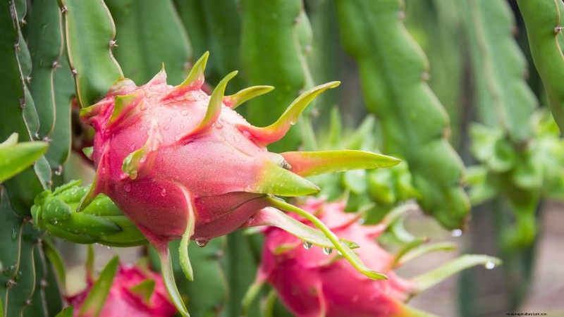 How to Grow Dragon Fruit From Seed: A Beginner‑Friendly Step‑by‑Step Guide