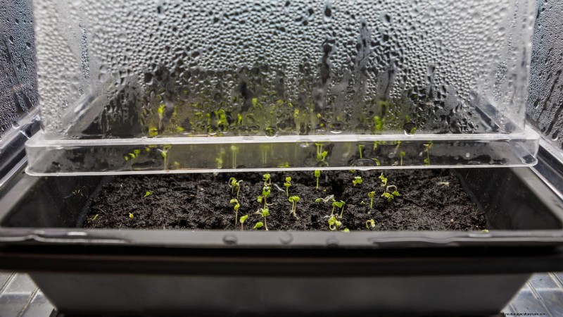How to Grow Dragon Fruit From Seed: A Beginner‑Friendly Step‑by‑Step Guide