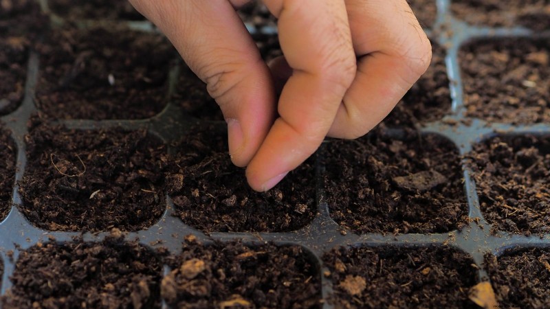 How to Grow Dragon Fruit From Seed: A Beginner‑Friendly Step‑by‑Step Guide