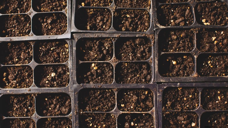 How to Grow Dragon Fruit From Seed: A Beginner‑Friendly Step‑by‑Step Guide