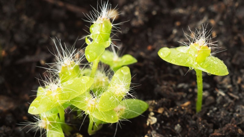 How to Grow Dragon Fruit From Seed: A Beginner‑Friendly Step‑by‑Step Guide