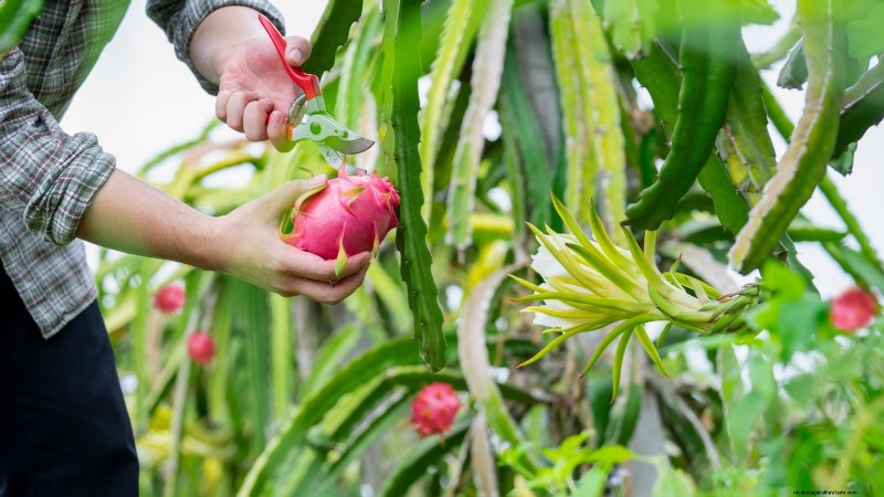 How to Grow Dragon Fruit From Seed: A Beginner‑Friendly Step‑by‑Step Guide