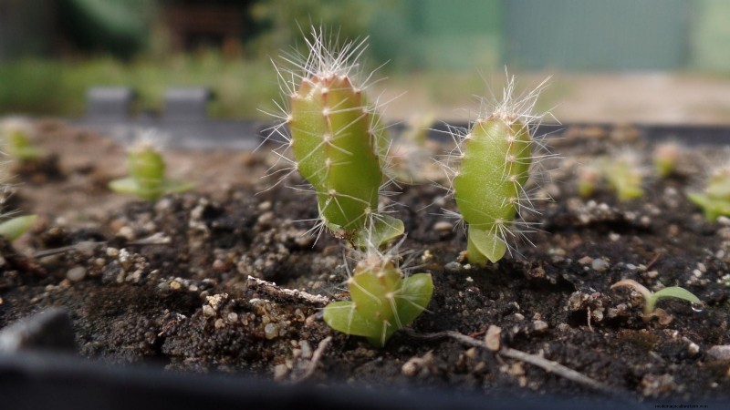 How to Grow Dragon Fruit From Seed: A Beginner‑Friendly Step‑by‑Step Guide