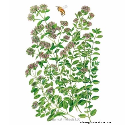 Pinch Your Herbs for Maximum Yield: 11 Expert‑Recommended Techniques