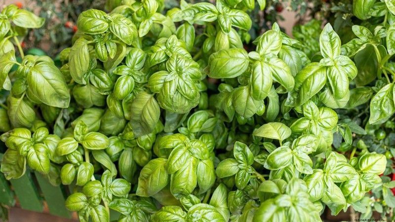 Pinch Your Herbs for Maximum Yield: 11 Expert‑Recommended Techniques