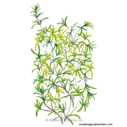 Pinch Your Herbs for Maximum Yield: 11 Expert‑Recommended Techniques