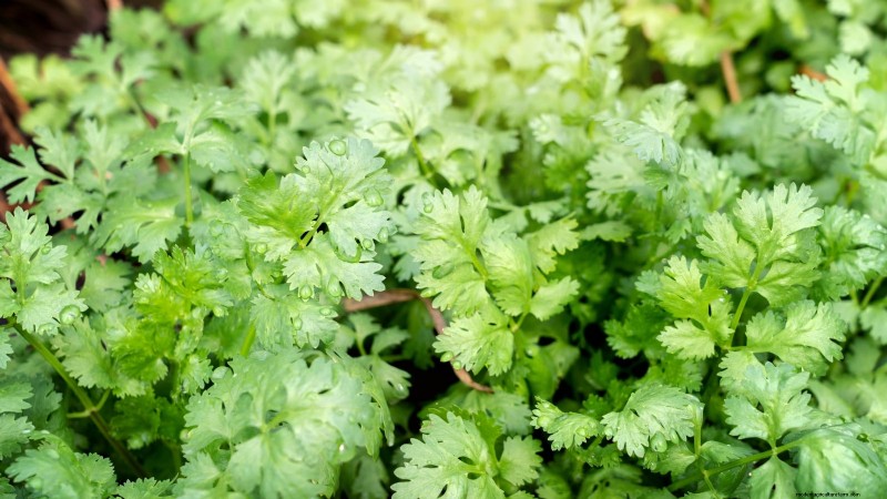 Pinch Your Herbs for Maximum Yield: 11 Expert‑Recommended Techniques