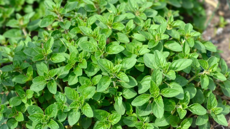 Pinch Your Herbs for Maximum Yield: 11 Expert‑Recommended Techniques