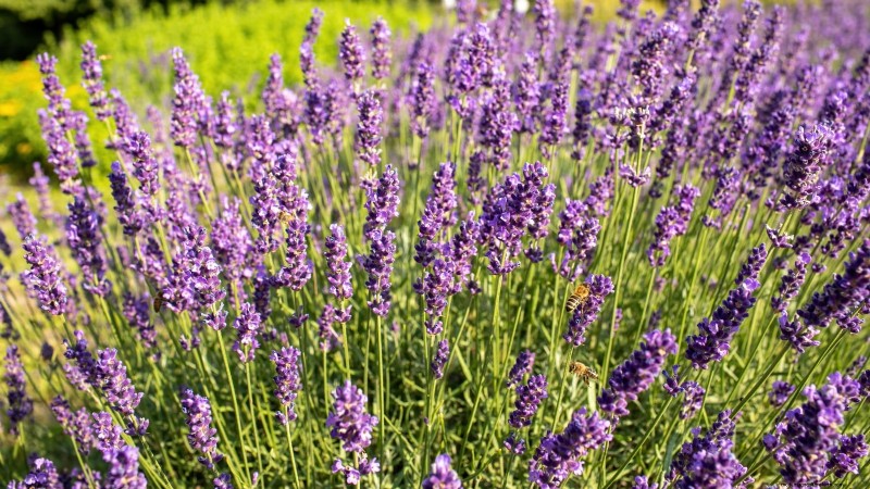 Pinch Your Herbs for Maximum Yield: 11 Expert‑Recommended Techniques