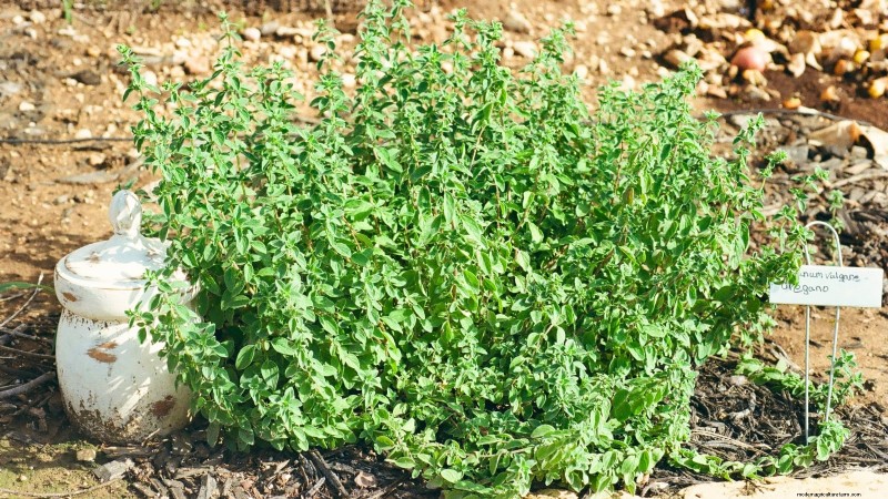 Pinch Your Herbs for Maximum Yield: 11 Expert‑Recommended Techniques