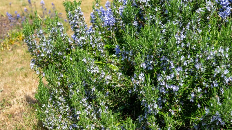 Pinch Your Herbs for Maximum Yield: 11 Expert‑Recommended Techniques