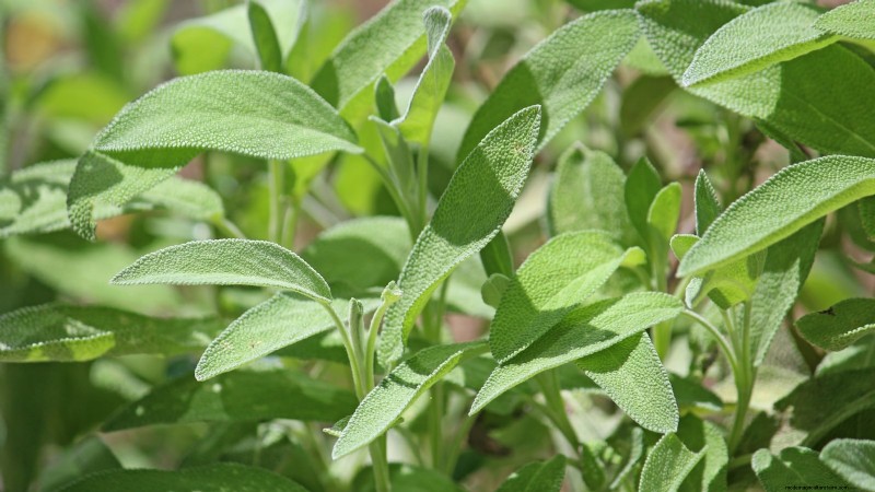 Pinch Your Herbs for Maximum Yield: 11 Expert‑Recommended Techniques