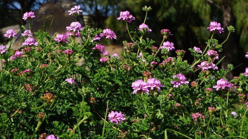 Pinch Your Herbs for Maximum Yield: 11 Expert‑Recommended Techniques