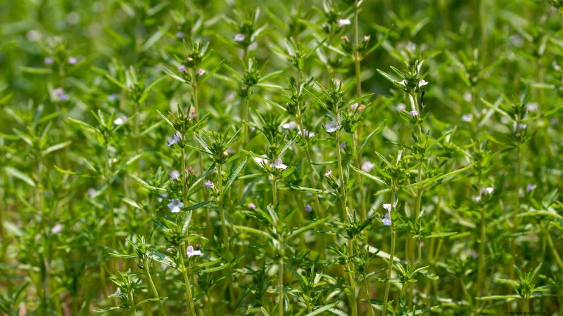 Pinch Your Herbs for Maximum Yield: 11 Expert‑Recommended Techniques