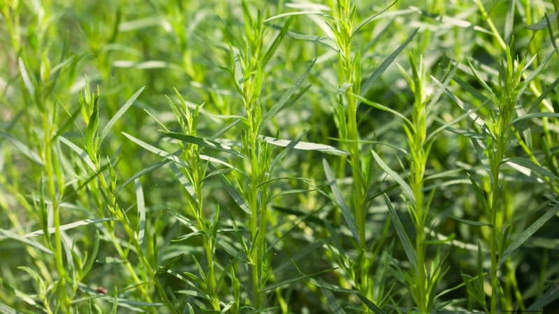 Pinch Your Herbs for Maximum Yield: 11 Expert‑Recommended Techniques