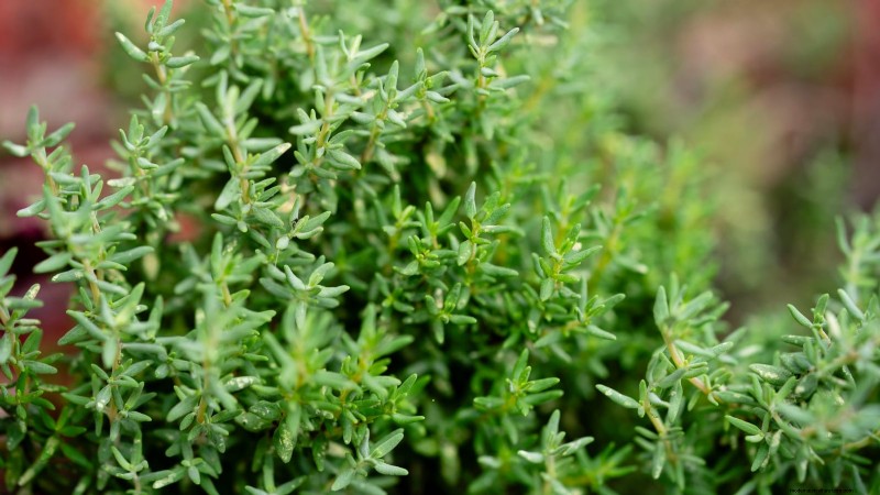 Pinch Your Herbs for Maximum Yield: 11 Expert‑Recommended Techniques