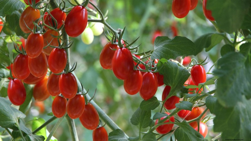 How to Plant, Grow, and Care for Roma Tomatoes: A Complete Guide