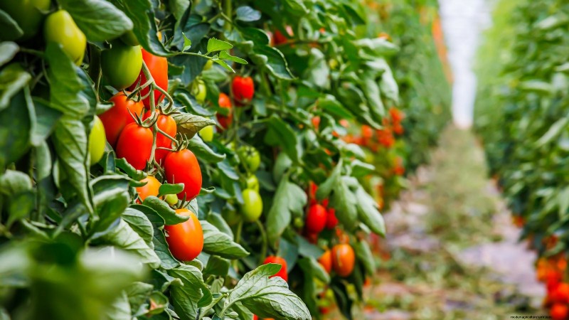 How to Plant, Grow, and Care for Roma Tomatoes: A Complete Guide