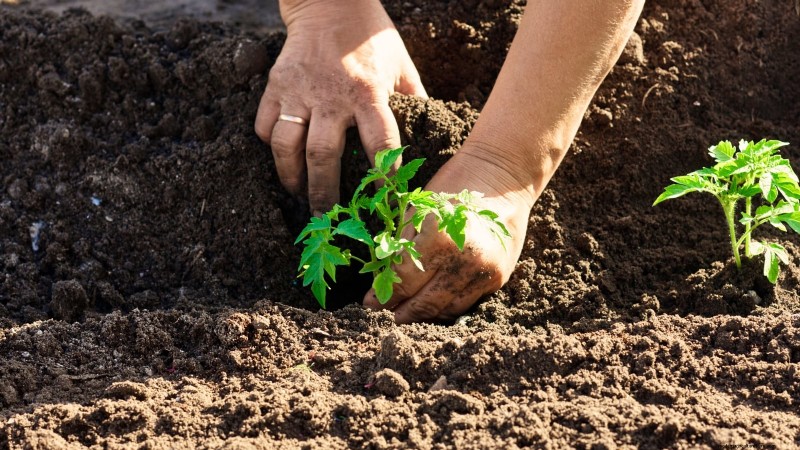 How to Plant, Grow, and Care for Roma Tomatoes: A Complete Guide